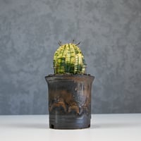 Euphorbia obesa hyb ’ Bonten ’ variegated / ユーフォルビア オベサ 丹天 錦 斑入り 【発根済】 + 信楽焼