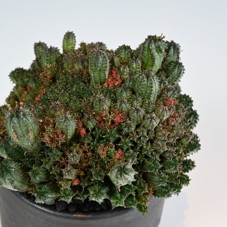 Euphorbia horrida f.monstrosa ' varietas ' / ユーフォルビア ホリダ 石化 (モンストローサ) 変異種 紅葉【実生】+ 信楽焼
