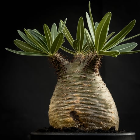 Pachypodium rosulatum var. gracilius / パキポディウム グラキリス 【微発根】
