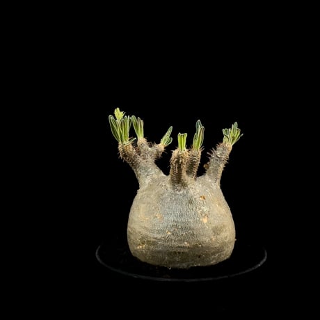 【Premium Line】 Pachypodium rosulatum var. gracilius / パキポディウム グラキリス 【微発根】+ 黒鉄【KUROGANE】