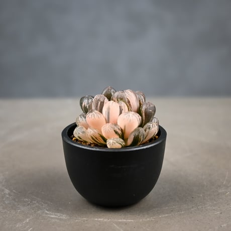 Haworthia cooperi var. truncata 'Maihime' / ハオルチア 特ダルマ型 オブツーサ 錦 舞姫