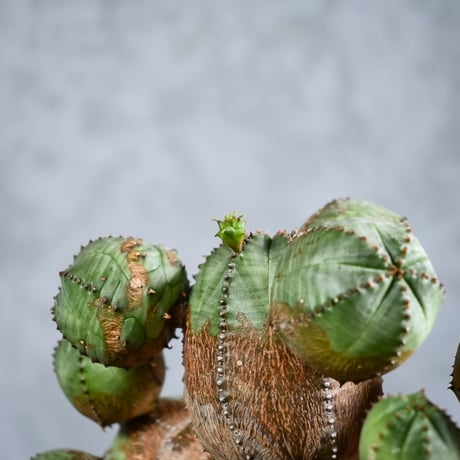 Euphorbia obesa hyb ( obesa x pseudoglobosa )/ ユーフォルビア オベサ ハイブリッド (オベサ x プセウドグロボーサ) 【実生】 + 信楽焼