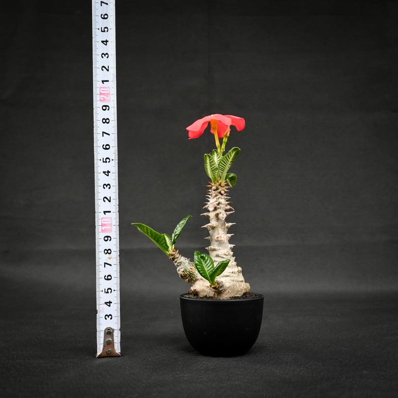 KiiiKiii ポラロイド ハウム HAUM 하음 KIIIKIII | ] 키키 하음 직캠 BTG' (Kiikii HAUM Fancam