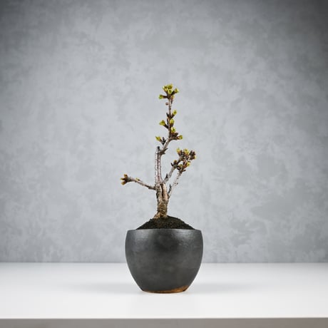 【桜盆栽】 Cerasus serrulata 'Asahiyama' / サクラ '旭山' (朝日山) / アサヒヤマ + 信楽焼