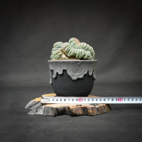 Lophophora williamsii var. cristate / ロフォフォラ ウィリアムシー 鳥羽玉 綴化 【実根】+ 灰黒垂れ