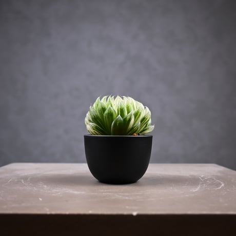 Haworthia cooperi 'Hanakocho' / ハオルチア オブツーサ 錦 花胡蝶
