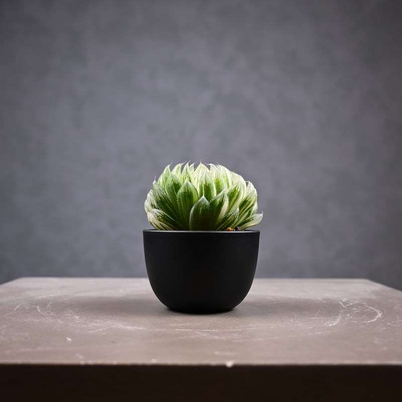 Haworthia cooperi 'Hanakocho' / ハオルチア オブツーサ 錦 花