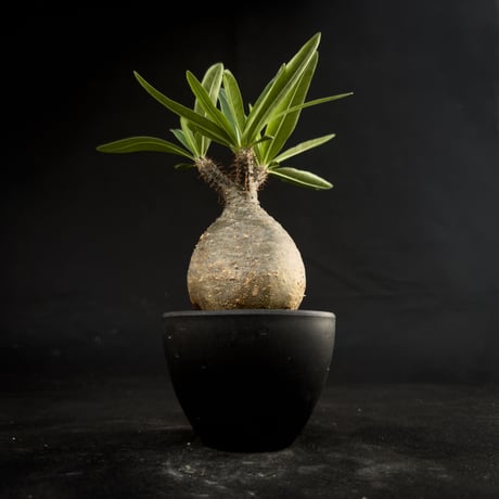 Pachypodium rosulatum var. gracilius / パキポディウム グラキリス 【微発根】