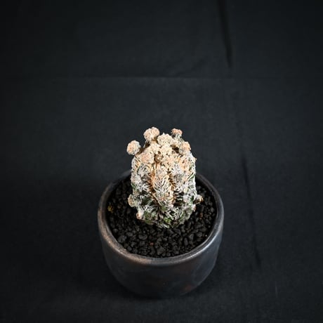 Astrophytum myriostigma f. monstrosa / アストロフィツム 子吹き鸞鳳玉 石化 (モンストローサ) (ランポー)【実生】 + 信楽焼