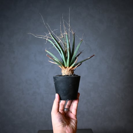Leuchtenbergia principis / レウクテンベルギア プリンキピス 晃山【実生】