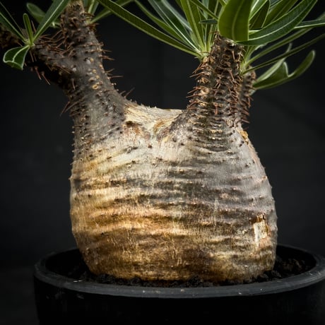 Pachypodium rosulatum var. gracilius / パキポディウム グラキリス 【微発根】