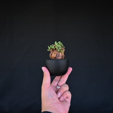 Ceraria pygmaea / ケラリア ピグマエア 【発根済】 [雌雄未判別]