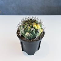 Gymnocalycium saglione variegated / ギムノカリキウム 新天地 錦 【実生】