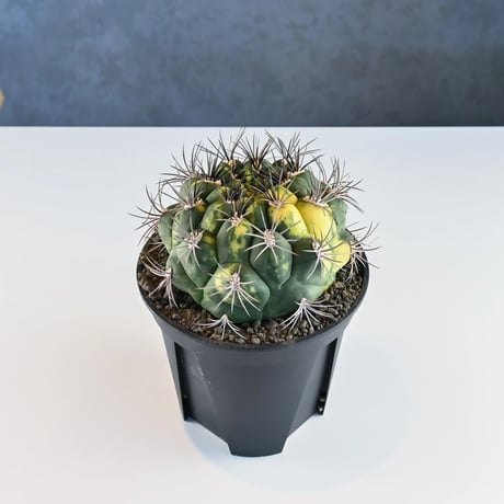 Gymnocalycium saglione variegated / ギムノカリキウム 新天地 錦 【実生】