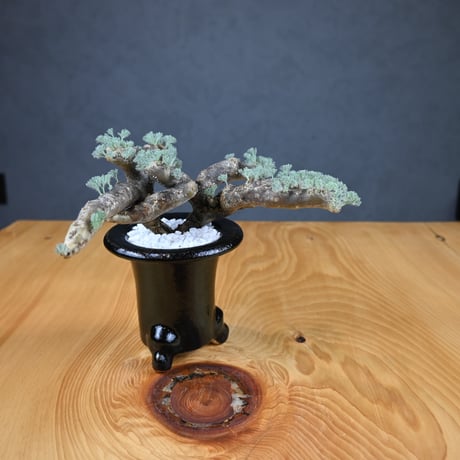 Monsonia multifida  (Sarcocaulon multifidum) / モンソニア ムルチフィダ (サルコカウロン ムルチフィズム) 【発根済】  + 万年青鉢