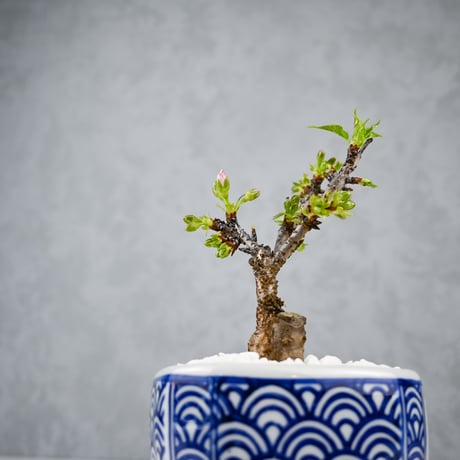 【桜盆栽】 Cerasus serrulata 'Asahiyama' / サクラ '旭山' (朝日山) / アサヒヤマ + 信楽焼