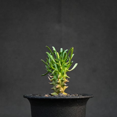 Euphorbia schoenlandii / ユーフォルビア スコエランディ 闘牛角【実生】