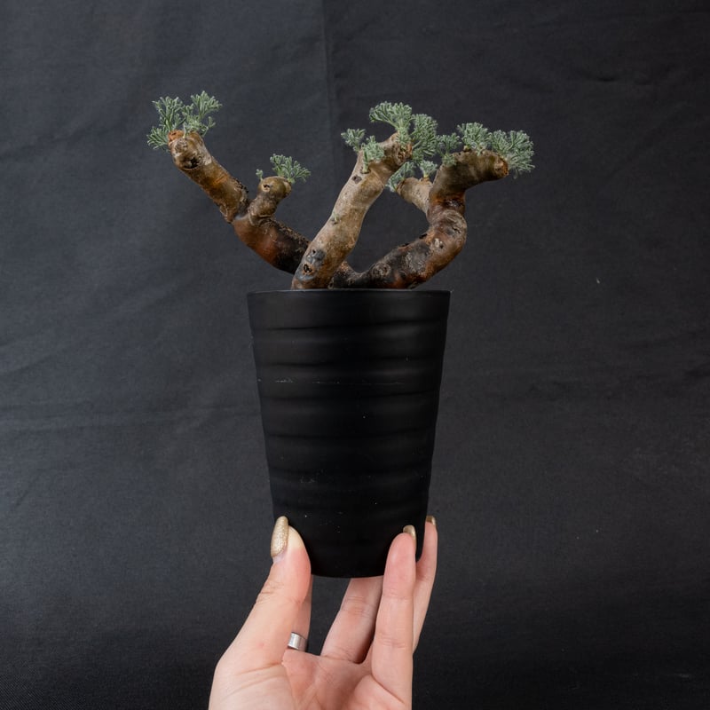 Monsonia multifida (Sarcocaulon multifidum) /