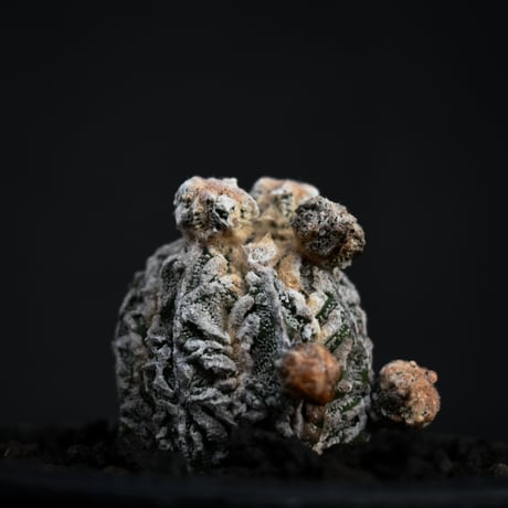 Astrophytum myriostigma f. monstrosa / アストロフィツム 子吹き鸞鳳玉 石化 (モンストローサ) (ランポー)【カキ仔】【自根】