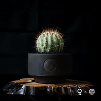 【QUTOTEN. コラボ商品】Copiapoa cinerea var. columna-alba / コピアポア コルムナアルバ 孤竜丸 白棘【実生】+ 利休 -RIKYU-