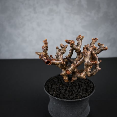 Pelargonium mirabile / ペラルゴニウム ミラビレ 【枝挿】【微発根】+ 信楽焼