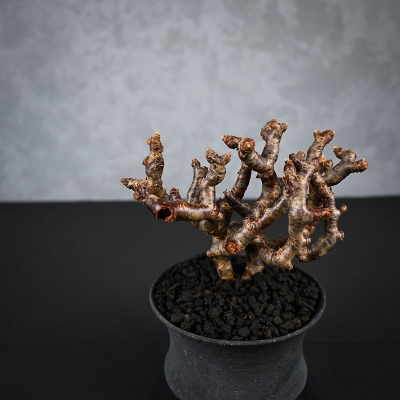 Pelargonium mirabile / ペラルゴニウム ミラビレ 【枝挿】【微発根】+