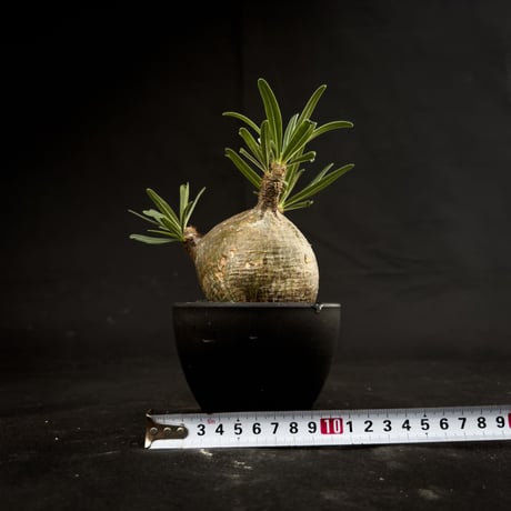 Pachypodium rosulatum var. gracilius / パキポディウム グラキリス 【微発根】