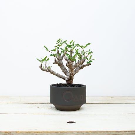 【QUTOTEN. コラボ商品】Senna meridionalis / センナ メリディオナリス 【発根済】 + 利休 -RIKYU-