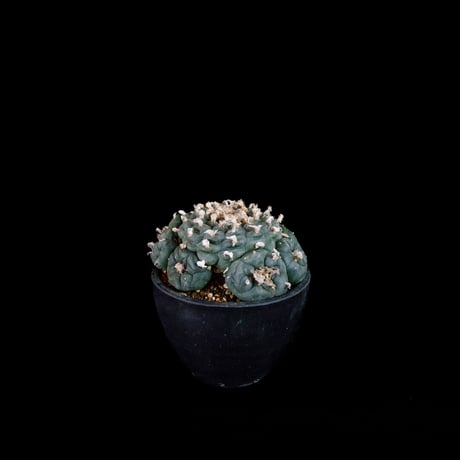 Lophophora fricii / ロフォフォラ 銀冠玉 (実生)