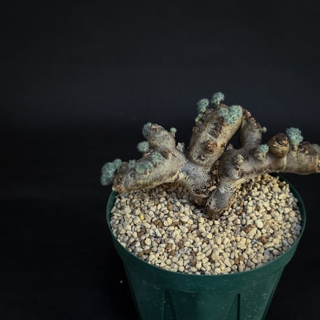 Monsonia multifida  (Sarcocaulon multifidum) / モンソニア ムルチフィダ (サルコカウロン ムルチフィズム)[微発根]