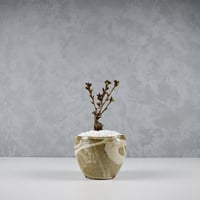 【桜盆栽】 Cerasus serrulata 'Asahiyama' / サクラ '旭山' (朝日山) / アサヒヤマ + 信楽焼