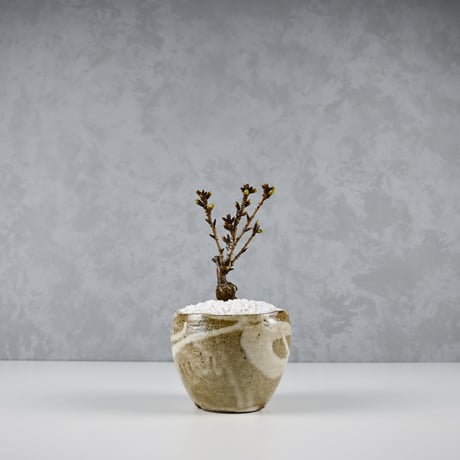 【桜盆栽】 Cerasus serrulata 'Asahiyama' / サクラ '旭山' (朝日山) / アサヒヤマ + 信楽焼