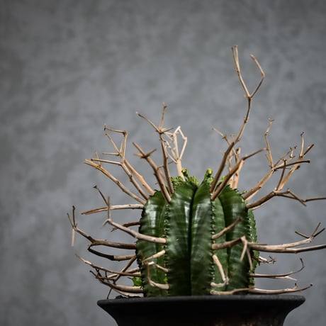 Euphorbia meloformis spp. Super Valida / ユーフォルビア スーパーバリダ 【雄株】【高木実生】 + 信楽焼