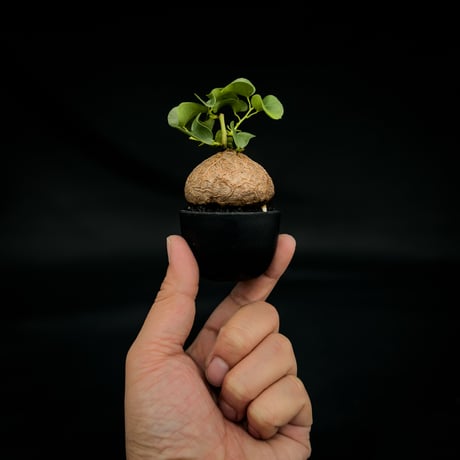 Dioscorea elephantipes / ディオスコレア エレファンティペス【 アフリカ 亀甲竜 】
