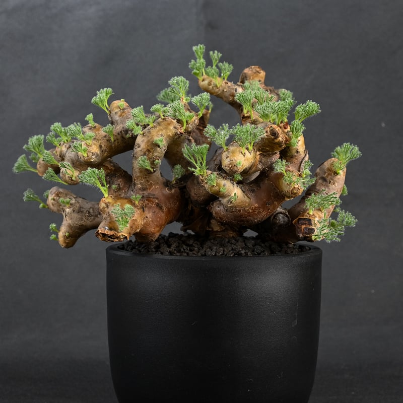 【ブラックフライデー】モンソニア ムルチフィダ　サルコカウロン　ムルチフィズム Monsonia multifida (Sarcocaulon multifidum) /