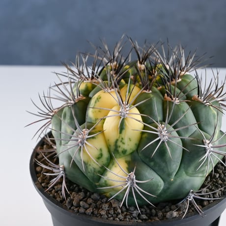 Gymnocalycium saglione variegated / ギムノカリキウム 新天地 錦 【実生】
