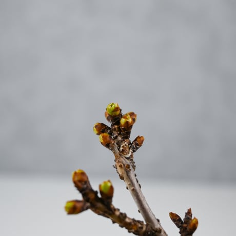 【桜盆栽】 Cerasus serrulata 'Asahiyama' / サクラ '旭山' (朝日山) / アサヒヤマ + 信楽焼