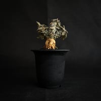Euphorbia tulearensis / ユーフォルビア トゥレアレンシス 【発根済】
