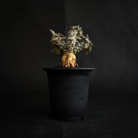 Euphorbia tulearensis / ユーフォルビア トゥレアレンシス 【発根済】