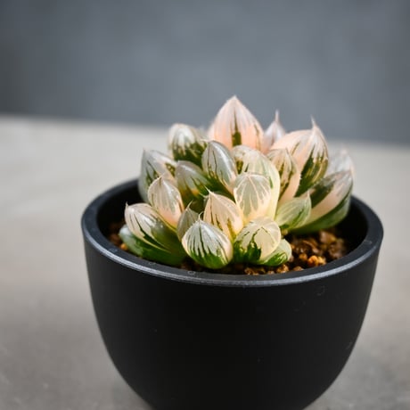 Haworthia cooperi var. truncata 'Black Obtusa' f. variegata / ハオルチア ブラック オブツーサ 錦