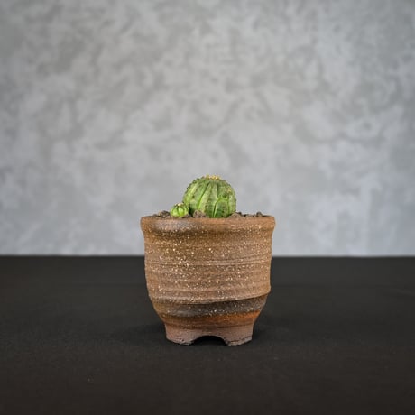Euphorbia obesa hyb ’ Bonten ’ f. monstrosa  / ユーフォルビア オベサ 梵天 石化 【実生】 + 信楽焼