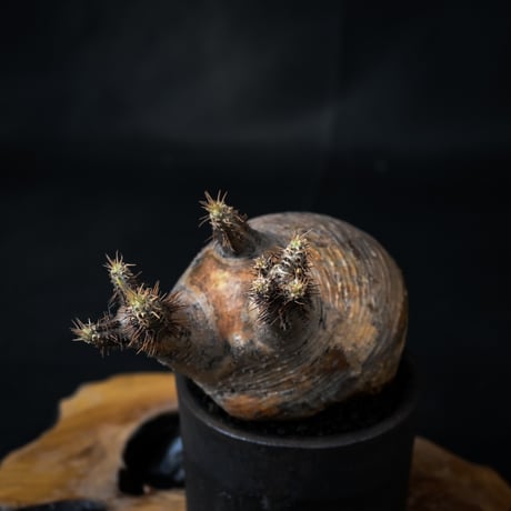 Pachypodium rosulatum var. gracilius / パキポディウム グラキリス 【微発根】