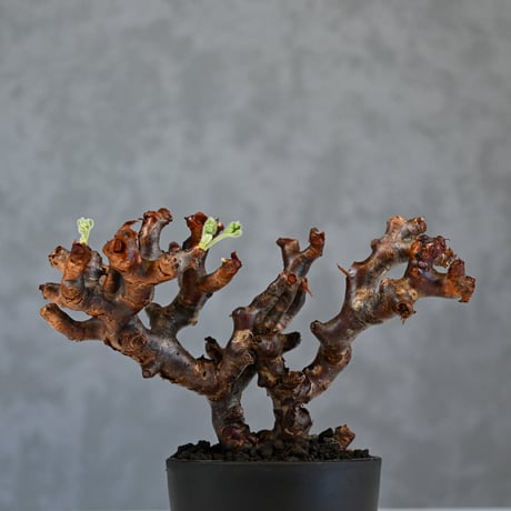 Pelargonium mirabile / ペラルゴニウム ミラビレ 【発根済】