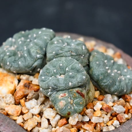 Lophophora williamsii / ロフォフォラ ウィリアムシー 鳥羽玉 【実生】