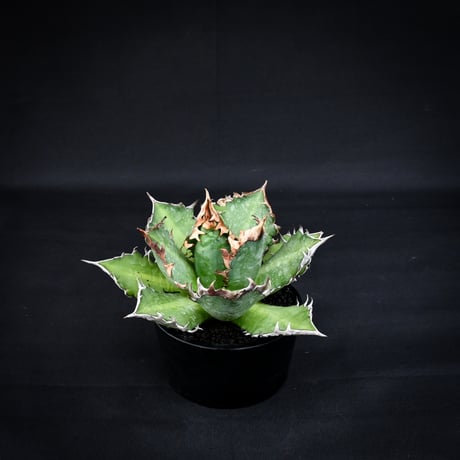 CATEGORY アガベ | GREEN MONSTERS
