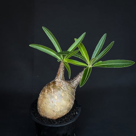 Pachypodium rosulatum var. gracilius / パキポディウム グラキリス 【発根済】