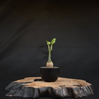 Adenia pechuelii / アデニア ペチュエリー 【実生】