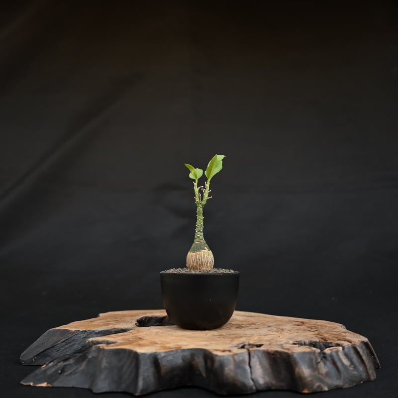 アデニア　ペチュエリー　実生　自根株 ペチュエリー実生 去年播種した実生。いくつかある中で一番太くて最