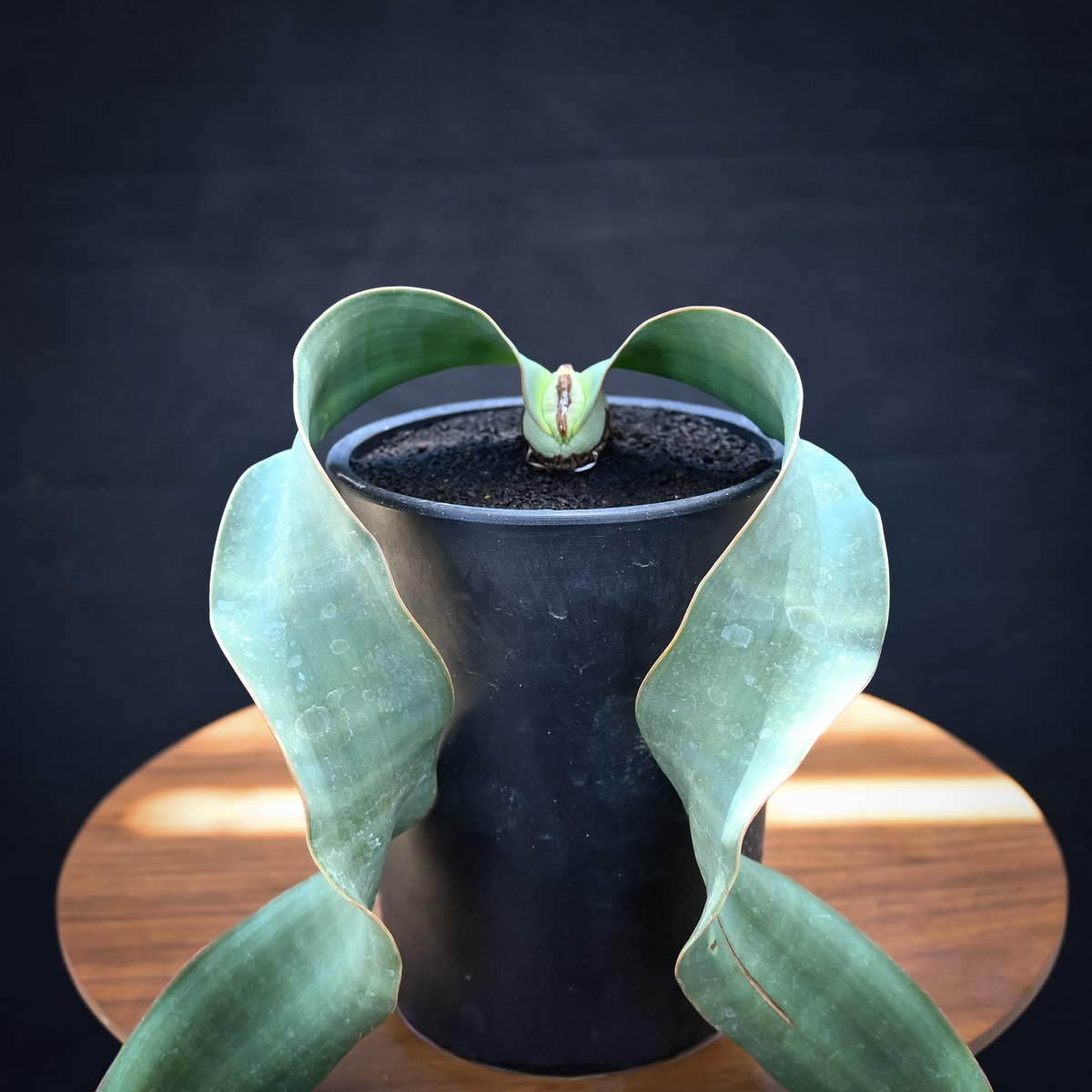 Welwitschia mirabilis / ウェルウィッチア ミラビリス 奇想天外【発根