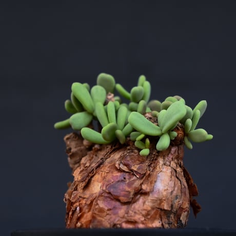 Ceraria pygmaea / ケラリア ピグマエア 【発根済】 [雌雄未判別]